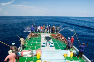 Commercial fishermen pulling aboard a Skip Jack tuna on a commercial fishing dhoni (traditional Maldivian boat), Indian Ocean, Maldives.